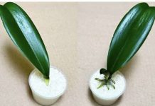 SVE ŠTO VAM TREBA JE PIRINAČ: Listovi orhideje odmah se ukorijene i cvjetaju tokom cijele godine! SVE ŠTO VAM TREBA JE PIRINAČ: Listovi orhideje odmah se ukorijene i cvjetaju tokom cijele godine! - featured image