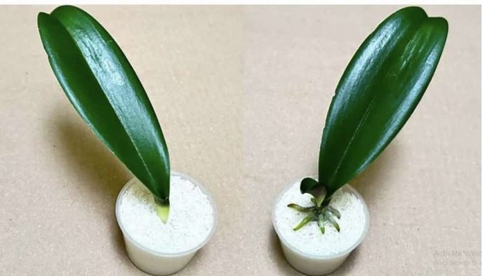 SVE ŠTO VAM TREBA JE PIRINAČ: Listovi orhideje odmah se ukorijene i cvjetaju tokom cijele godine! - featured image SVE ŠTO VAM TREBA JE PIRINAČ: Listovi orhideje odmah se ukorijene i cvjetaju tokom cijele godine! - featured image