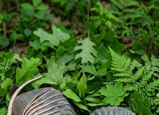 Jutros sam zalijevala cvijeće u dvorištu kada sam odjednom primijetila kraj ograde dva čudna čahurasta oblika prekrivena debelim ljuskama… i čak mi se učinilo da se nešto unutra lagano miče… Kad sam to otkrila, doživjela sam pravi šok… 😱😱 Jutros sam zalijevala cvijeće u dvorištu kada sam odjednom primijetila kraj ograde dva čudna čahurasta oblika prekrivena debelim ljuskama… i čak mi se učinilo da se nešto unutra lagano miče… Kad sam to otkrila, doživjela sam pravi šok… 😱😱 - featured image