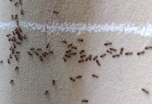 Imate mrave u kući i kuhinji koji nikako da odu: Ovim trikom ih isterajte – Deluje već posle prvog prskanja! Imate mrave u kući i kuhinji koji nikako da odu: Ovim trikom ih isterajte – Deluje već posle prvog prskanja! - featured image