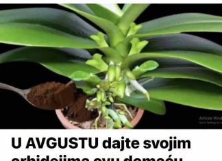 U AVGUSTU dajte svojim orhidejima ovu domaću hranu: ČAK i slabe biljke će oživjeti i obilno cvjetati U AVGUSTU dajte svojim orhidejima ovu domaću hranu: ČAK i slabe biljke će oživjeti i obilno cvjetati - featured image