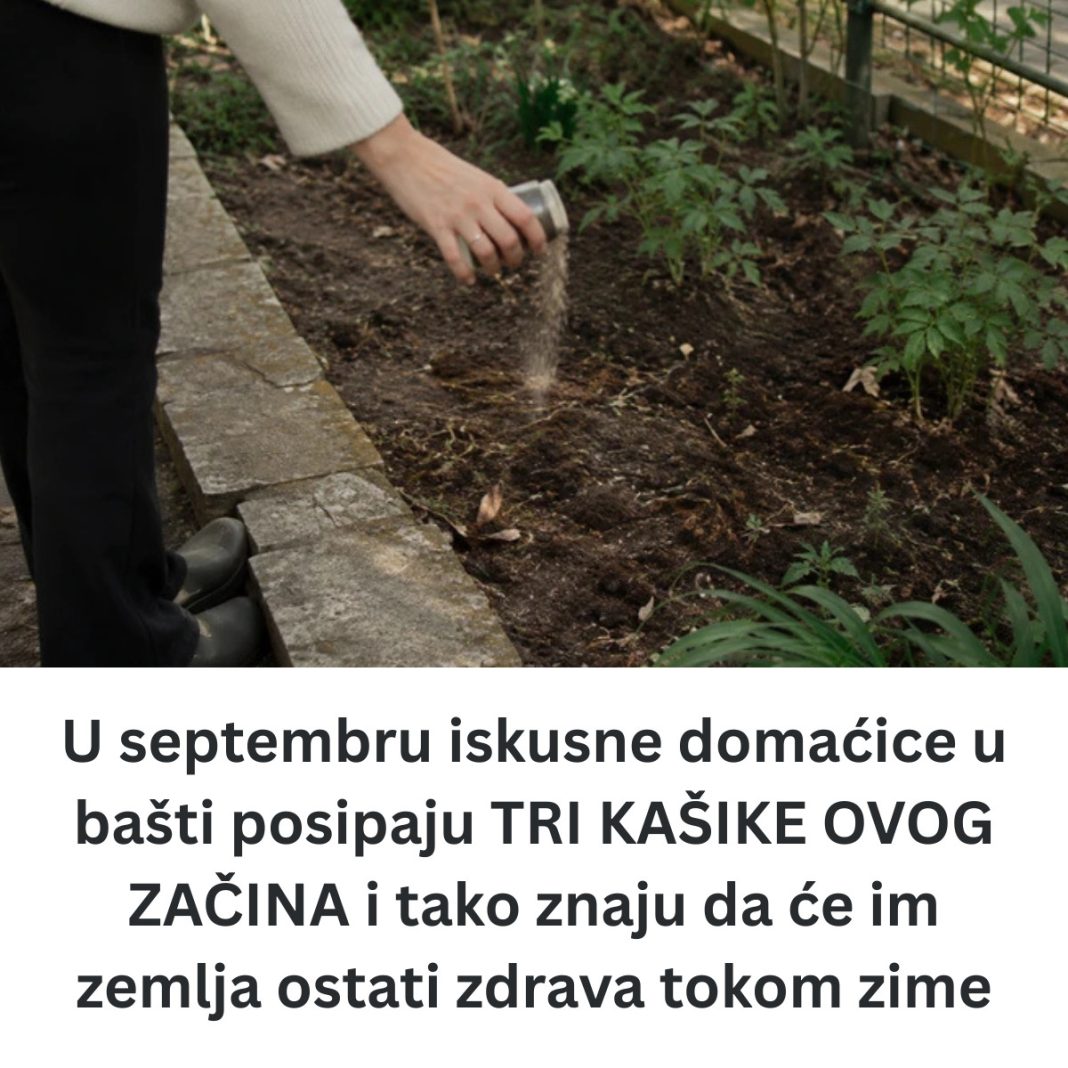 U septembru iskusne domaćice u bašti posipaju TRI KAŠIKE OVOG ZAČINA i tako znaju da će im zemlja ostati zdrava tokom zime - content image U septembru iskusne domaćice u bašti posipaju TRI KAŠIKE OVOG ZAČINA i tako znaju da će im zemlja ostati zdrava tokom zime - content image