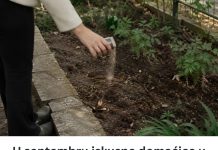 U septembru iskusne domaćice u bašti posipaju TRI KAŠIKE OVOG ZAČINA i tako znaju da će im zemlja ostati zdrava tokom zime U septembru iskusne domaćice u bašti posipaju TRI KAŠIKE OVOG ZAČINA i tako znaju da će im zemlja ostati zdrava tokom zime - content image