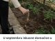 U septembru iskusne domaćice u bašti posipaju TRI KAŠIKE OVOG ZAČINA i tako znaju da će im zemlja ostati zdrava tokom zime U septembru iskusne domaćice u bašti posipaju TRI KAŠIKE OVOG ZAČINA i tako znaju da će im zemlja ostati zdrava tokom zime - content image