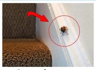 EVO ŠTA ZNAČI KAD SMRDIBUBA UĐE U KUĆU – NIPOŠTO JE NE UNIŠTAVAJTE EVO ŠTA ZNAČI KAD SMRDIBUBA UĐE U KUĆU – NIPOŠTO JE NE UNIŠTAVAJTE - featured image