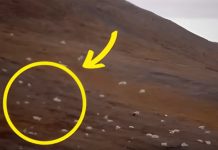Turisti su mislili da su ugledali ovce, ali kad su prišli bliže, ostali su u NEVJERICI! Turisti su mislili da su ugledali ovce, ali kad su prišli bliže, ostali su u NEVJERICI! - content image