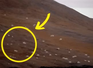 Turisti su mislili da su ugledali ovce, ali kad su prišli bliže, ostali su u NEVJERICI! Turisti su mislili da su ugledali ovce, ali kad su prišli bliže, ostali su u NEVJERICI! - content image