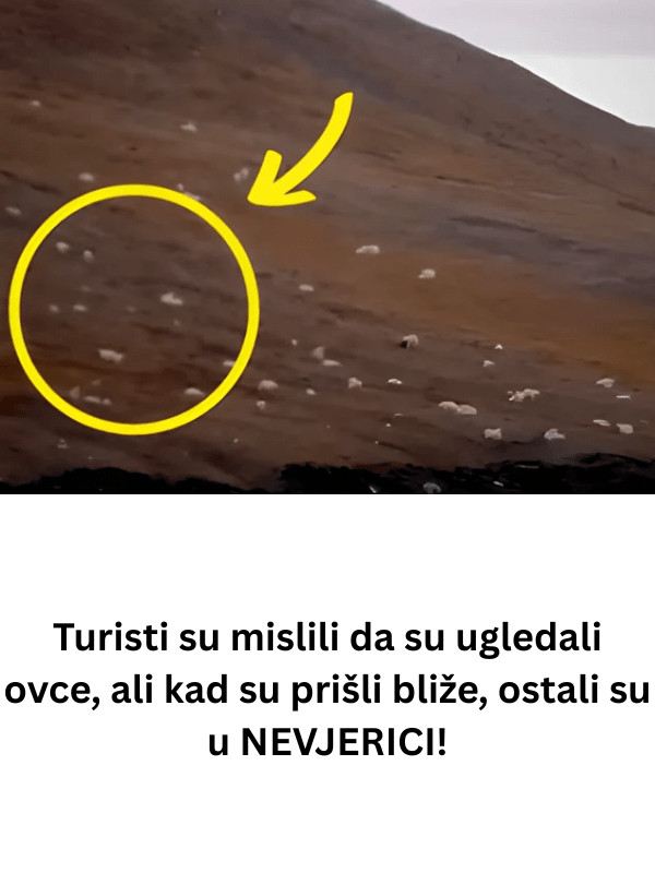 Turisti su mislili da su ugledali ovce, ali kad su prišli bliže, ostali su u NEVJERICI! - content image Turisti su mislili da su ugledali ovce, ali kad su prišli bliže, ostali su u NEVJERICI! - content image